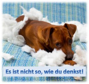 hundehalterhaftpflichtversicherung hundehaftpflichtversicherung Castrop-Rauxel